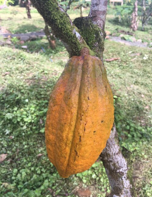 0619820f-8db5-4cb0-8bc3-f20df443055f